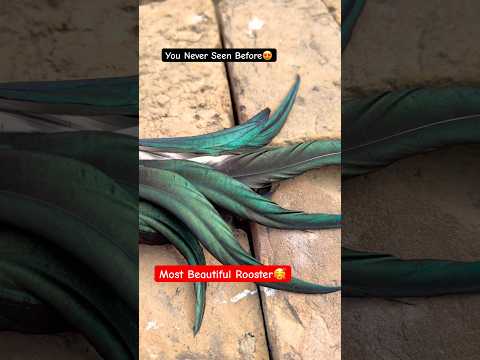 You Never Seen A Beauty Like That Before | Amazing😍#shorts #rooster #birds