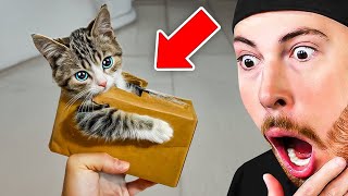 I Found the CUTEST Animals on The Internet