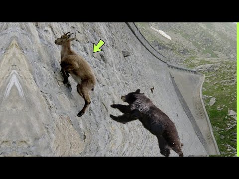 O URSO NÃO SABIA QUE A CABRA IRIA FAZER ISSO