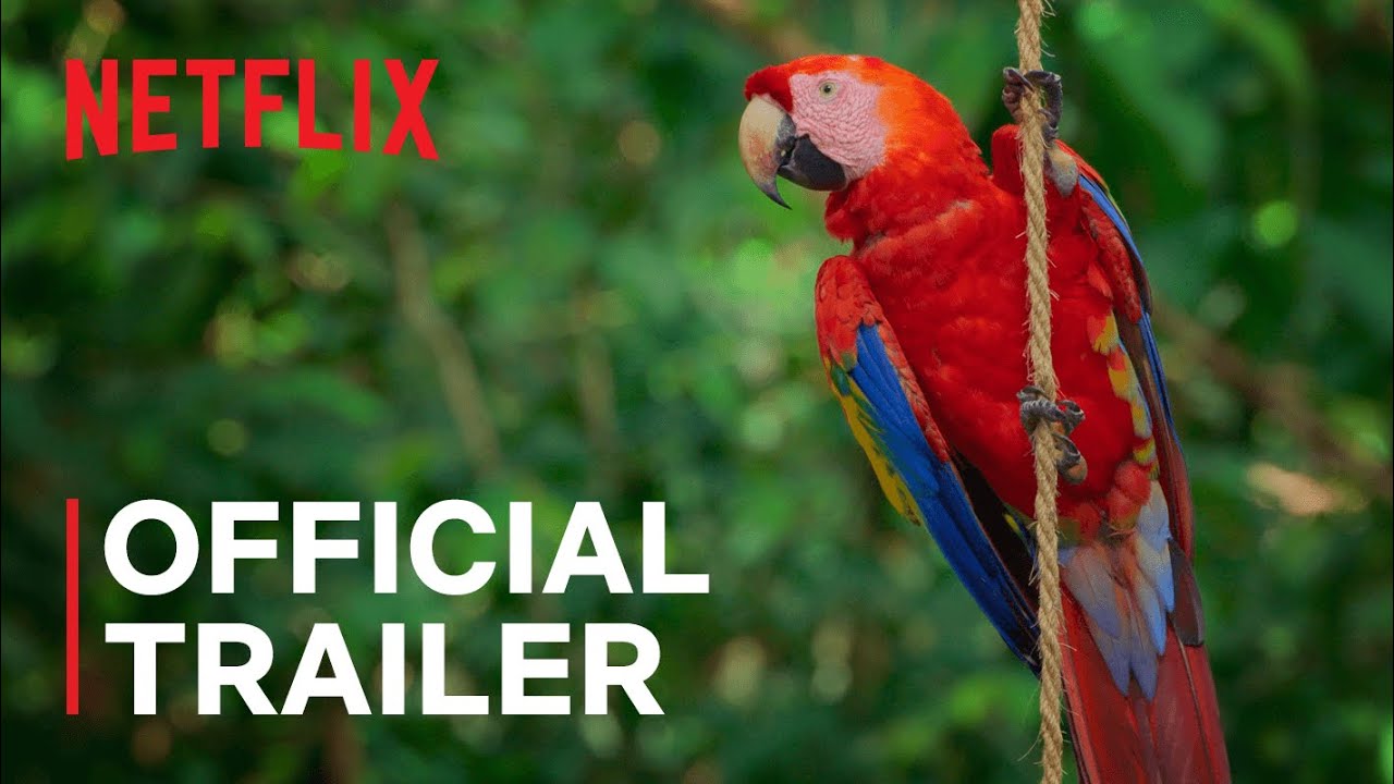 Attenborough's Life in Colour Trailer thumbnail