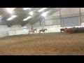 First Time on Cattle