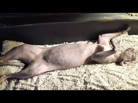 Cat Sleeping Habits 😴 Funny Sphynx Cat BELLA 💓