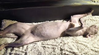 Cats Are so Good at Finding the Most Hilarious Sleeping Positions 😴 BELLA