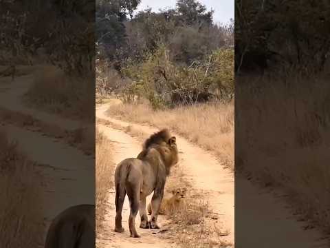 Why Do Male Lions Kill Their Cubs? || #lion #wildlife #safari #attack #trending #shortsfeed #shorts