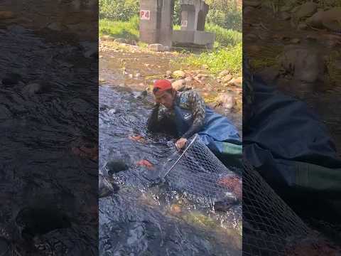 mga umagos na pulang isda