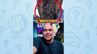 SETE MELHORES CURIOSIDADES DA SEMANA / PAULÃO NA AREA #1