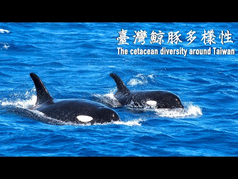 《臺灣鯨豚多樣性》The cetacean diversity around Taiwan - YouTube(7分50秒)