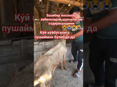 КУ́Й БОКИШ СИРЛАРИ #qoyboqish #qoyxona #qorabayor #buqaboqish #horse #simental #sigirboqish