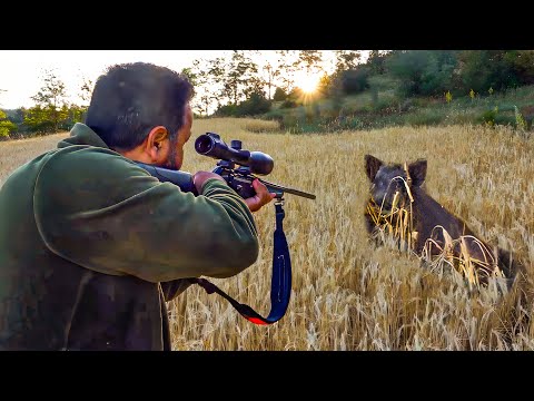Giant Boars DESTROYING Our Fields! (INCREDIBLE HUNTING)