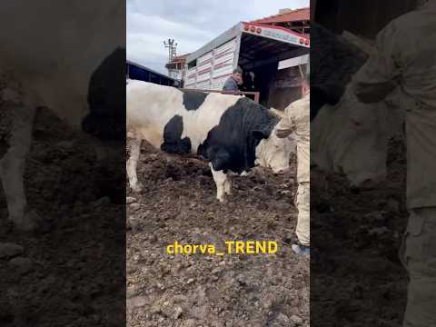 O‘ynashmaginda Buqa bilan!!! 😂😂😂 #simmental #limuzin #angus #aulikol #sharolle #greeford