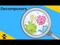 Decomposers and Their Roles