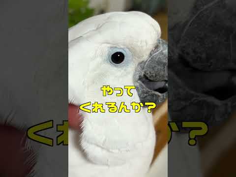 オウムの羽ほぐしって一体何をやっているの?#shorts