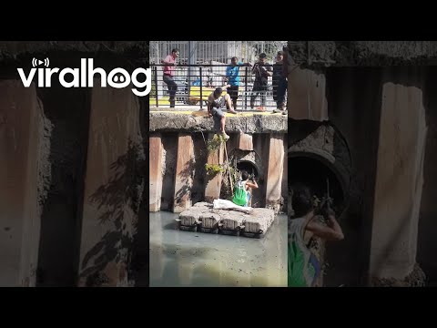 Cat Rescued From Sewage Pipe || ViralHog