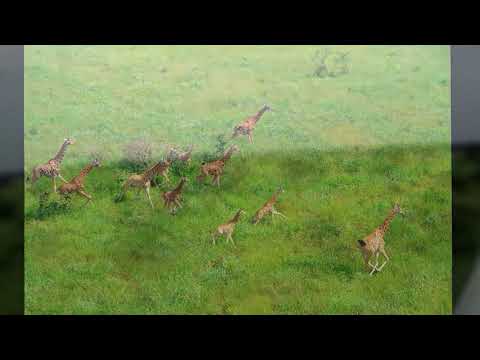 Giraffes At Bandingilo National Park, South Sudan