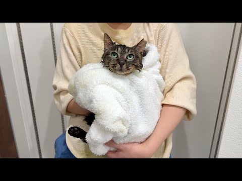生まれて初めてお風呂で洗われてびちょ濡れになった保護猫がこうなっちゃいました…