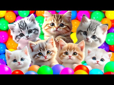 ANAK KUCING MEONG MEONG | Lagu Anak Anak | Lagu Anak Indonesia Populer Si Meong Kucing Lucu