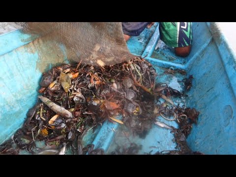 LUAR BIASA!!Dalam sekejap apong penuh ikan dan kepiting//banjir lagi