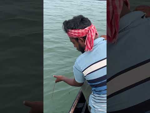 আজ জ্যান্ত চার দিয়ে বড় কান মাগুর পেলাম cat fish!!!