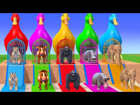 Long Slide Game With Cow Elephant Gorilla Hippopotamus Tiger 3d Animal Game Funny 3d Animals