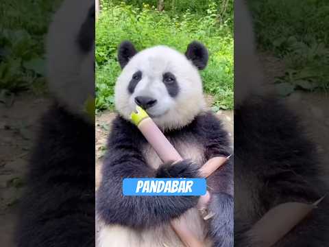 Der Panda – ein süßer Vollchaot mit Bambusproblem