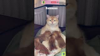 Mommy and her Kittens 🤣 | Wholesome Moments → PART 67 #shorts #cat #kitten