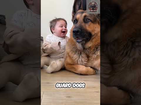 Top 3 Guard Dogs  Rottweiler, German Shepherd, and Doberman Pinscher #shorts  #animals #dog