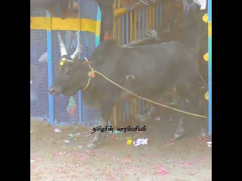 ஒருத்தரும் தொட முடியல..!! சரியான ஆட்டம் Jallikattu Videos