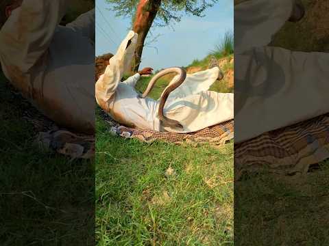 back cobra sanke attacked the man short video