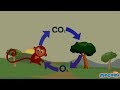 Photosynthesis and Its Effects