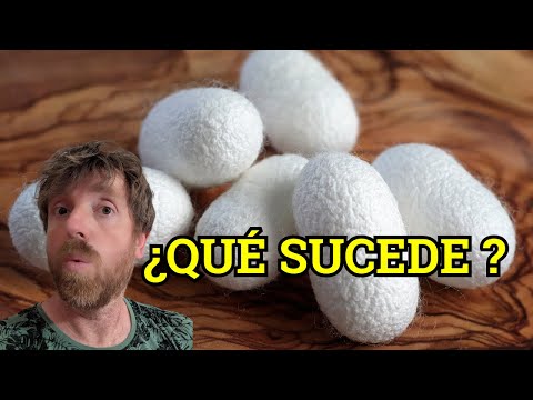 Ciclo del GUSANO DE SEDA 🔥 El Secreto mejor guardado.