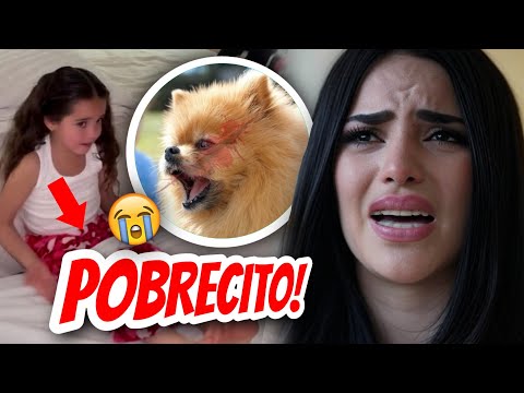 ADIÓS JUKITO! 🔴😭 (KIMA Y JUANITO L0 MORDIER0N) 🐕KIMBERLY LOAIZA SE LO LLEVA! #jukito