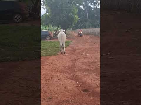 Ainda tô sem saber se o Berrante estranhou ou gostou! ❤️😁#berrante #boi #nelore #pecuaria #fazenda