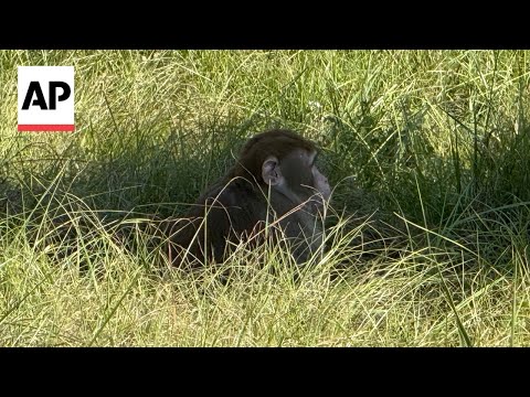 YouTube video thumbnail: ‘Aggressive’ Monkeys Escape From Overturned Truck in Mississippi