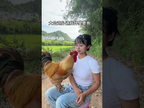 The big rooster was bored and ran into my arms and asked me to hug it. It was so clingy.