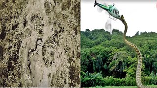 Descoberta de uma cobra gigante na África pode mudar tudo que sabemos!!!