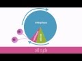 Exploring the Cell Cycle and Chromosomes