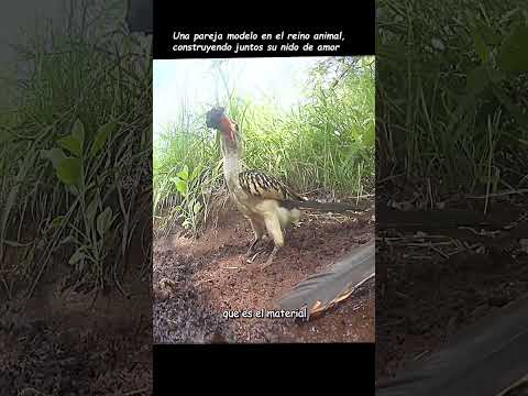 #fyp #usa #animales #nature