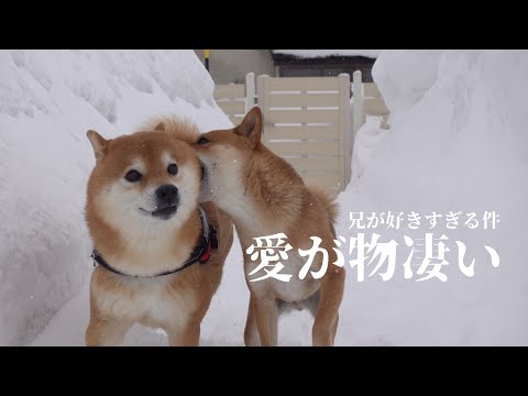 大雪中に柴犬兄が思考停止に！？理由が、これ。