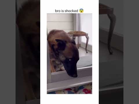 Bro is counting baby 😂 #funny #fyp #doglover #dogs