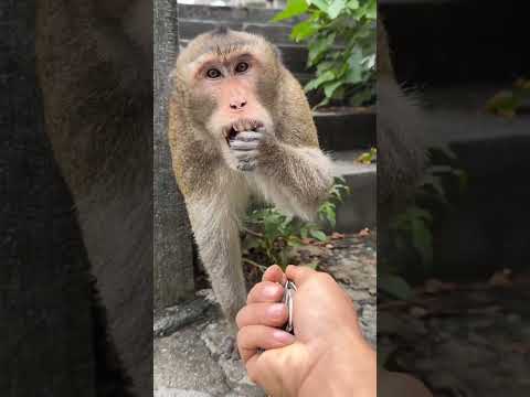 BABY'S BIGGEST FRIGHT: Monkey Brother's Adorable Scared Face! 🐒😂 #cute #funny #funnyface #cuteface