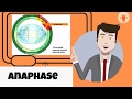 Understanding Anaphase in Mitosis