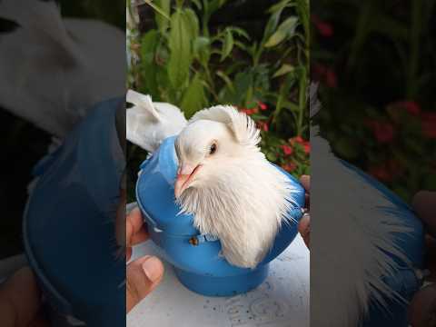Pigeon treatment 1370 #kalapati #birds #shorts #pigeon #kabutar #pets #pigeontreatment