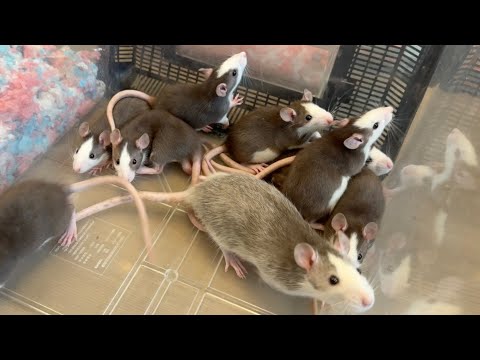 ネズミが増えてきたので蛇に食べさせます