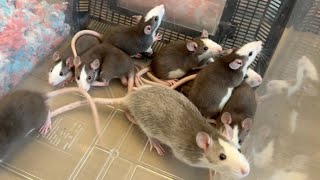 ネズミが増えてきたので蛇に食べさせます