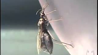Ciclo Biológico Doença de Chagas