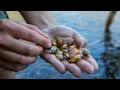 Mussel Conservation and Ecology