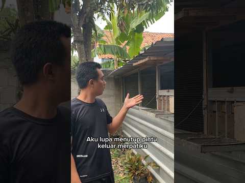 Gawat aku lupa menutup pintu! #pigeon #birds