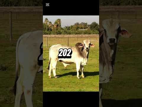 In Masoom Janvaron Ne Mera Dil Jeet Liya! 😍🥺 #Shorts#CuteAnimals #ViralVideo #Trending