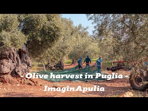 Roberto Mazzarago - Videomaking & Fotografia