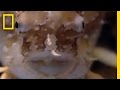 Sargassum Fish: Master of Disguise
